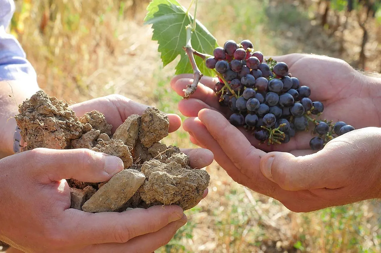 Terravita Winery & Boutique Apartments Suvereto